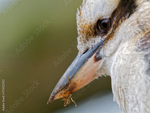 close-up photograph of a kookaburra, specifically the Laughing Kookaburra (Dacelo novaeguineae).