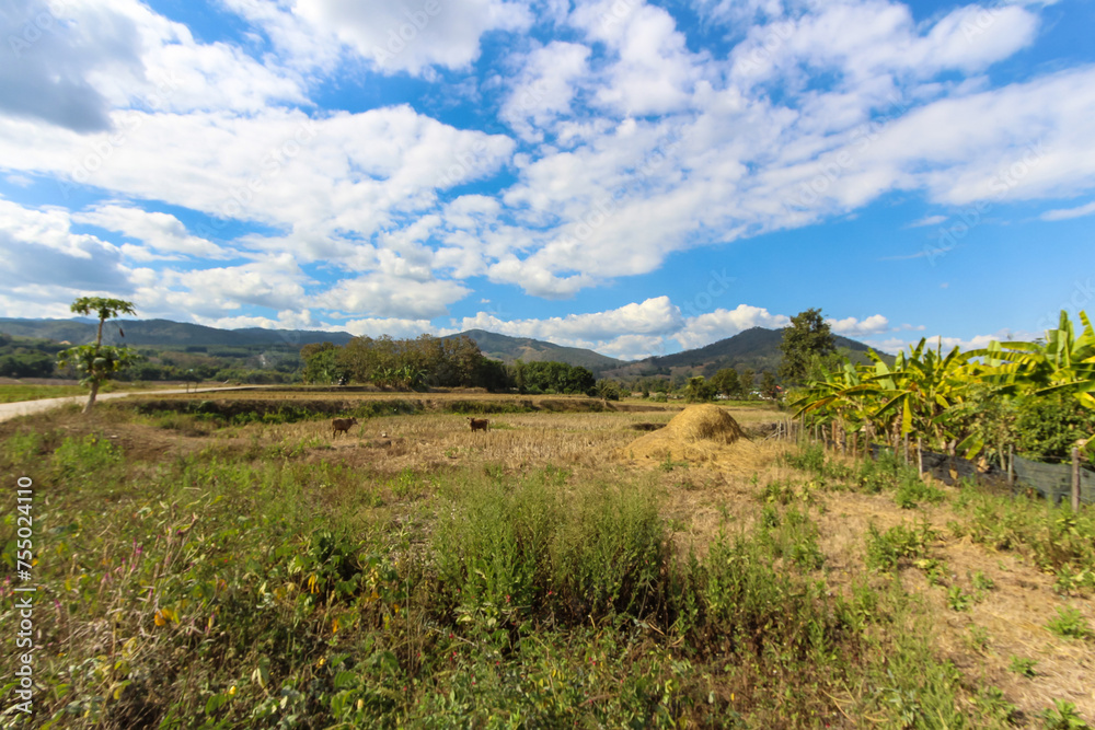 Fototapeta premium Idyllic Thailand: Capturing Countrysides, Cattle, and Tropical Tranquility.