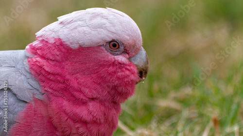 close-up photograph of a Galah, also known by its Latin name Eolophus roseicapilla. The image shows the bird's distinctive pink and grey plumage with a focus on its head, capturing the texture of its 