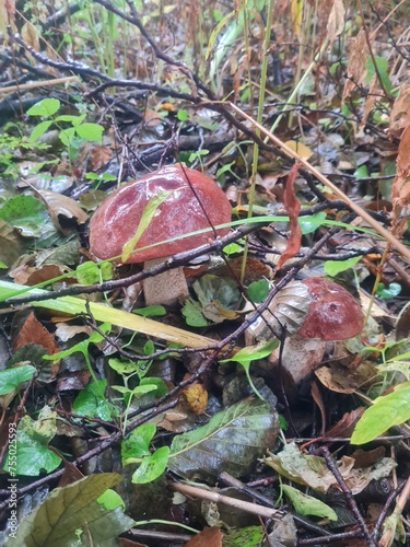 mushrooms in the forest