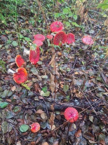 red rose petals in the garden
