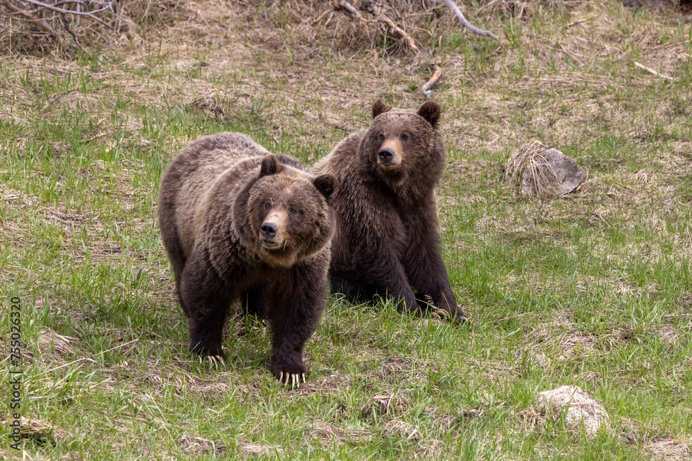 Grizzly Bears in Spring in Yellowstone National Park Wyoming Grizzly Bears in Spring in Yellowstone National Park Wyoming