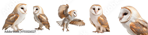 Barn Owl, Tyto alba, isolated on transparent background cutout photo