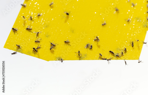 Canvas Print Fungus gnats on yellow sticky trap for insects of indoor plants (midges, soil flies, whiteflies