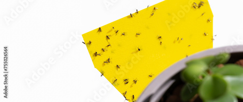 Fungus gnats on yellow sticky trap for insects of indoor plants (midges, soil flies, whiteflies ...).   Glue Catcher Dual-side. Fly Trap Paper. photo