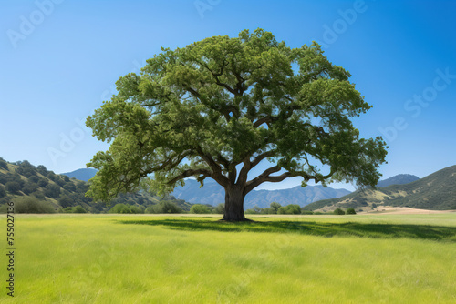 lonely tree countryside.