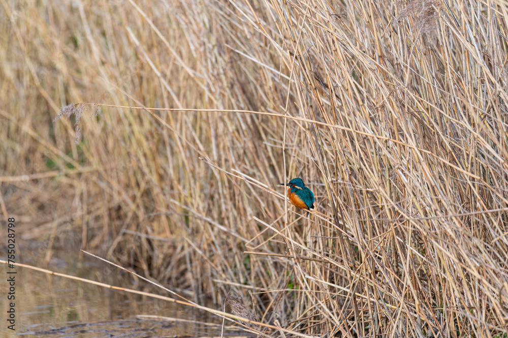 A kingfisher (Alcedo atthis) sits on grass by a small stream, shining from the sun