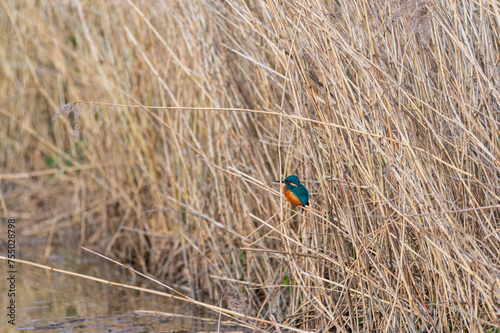 Obraz na płótnie A kingfisher (Alcedo atthis) sits on grass by a small stream, shining from the sun w salonie