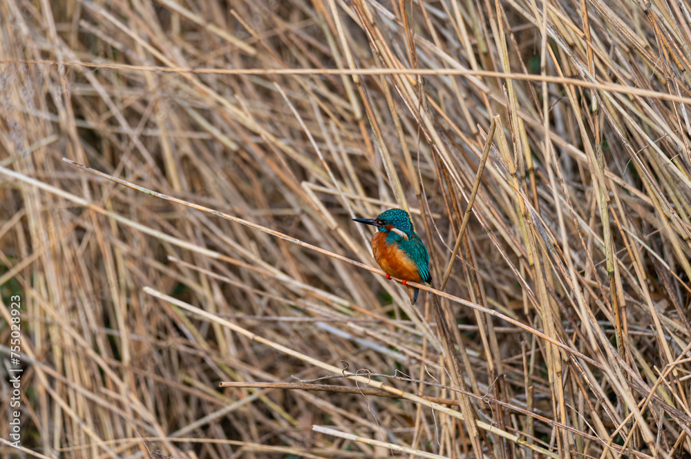 A kingfisher (Alcedo atthis) sits on grass by a small stream, shining from the sun