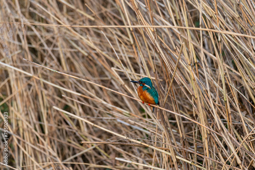 Obraz na płótnie A kingfisher (Alcedo atthis) sits on grass by a small stream, shining from the sun w salonie