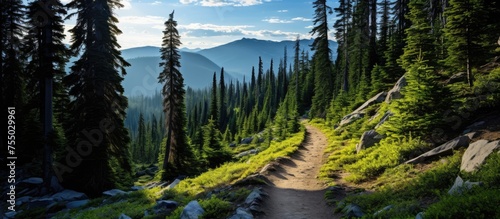 Serene Hiking Trail Through...