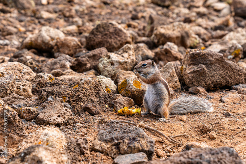 Small canarian chipmunk eaSmall canarian chipmunk eating and appleting and apple photo