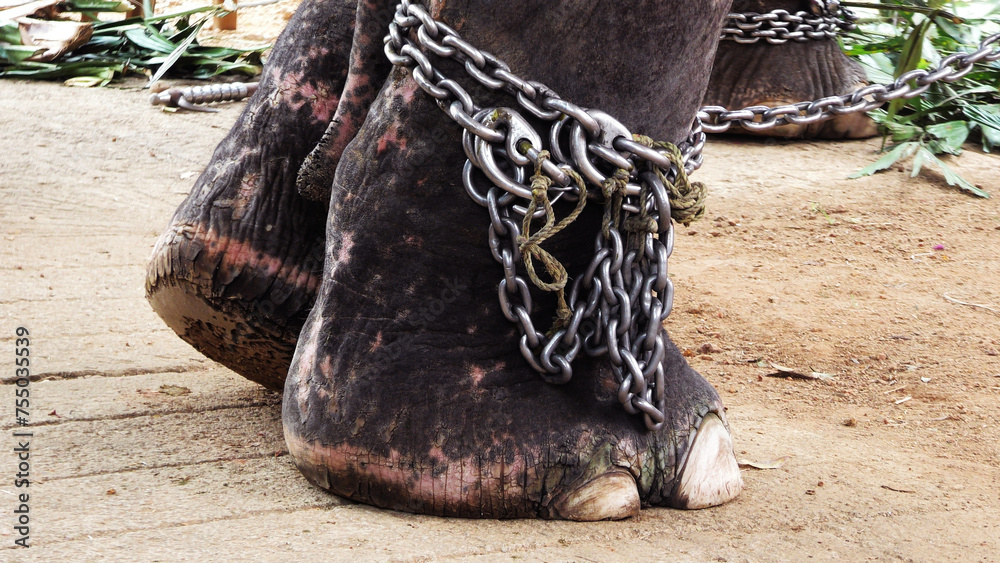 Obraz na plátně Closeup of chained feet of elephant
