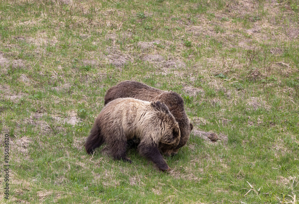 Grizzly Bears in Yellowstone National Park Wyoming in Spring Grizzly Bears in Yellowstone National Park Wyoming in Spring