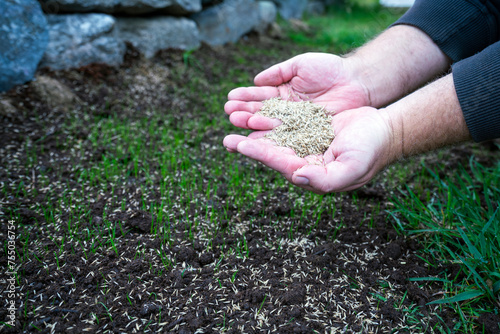 Billede på lærred Hand with reparation grass seeds ready to go into soil.