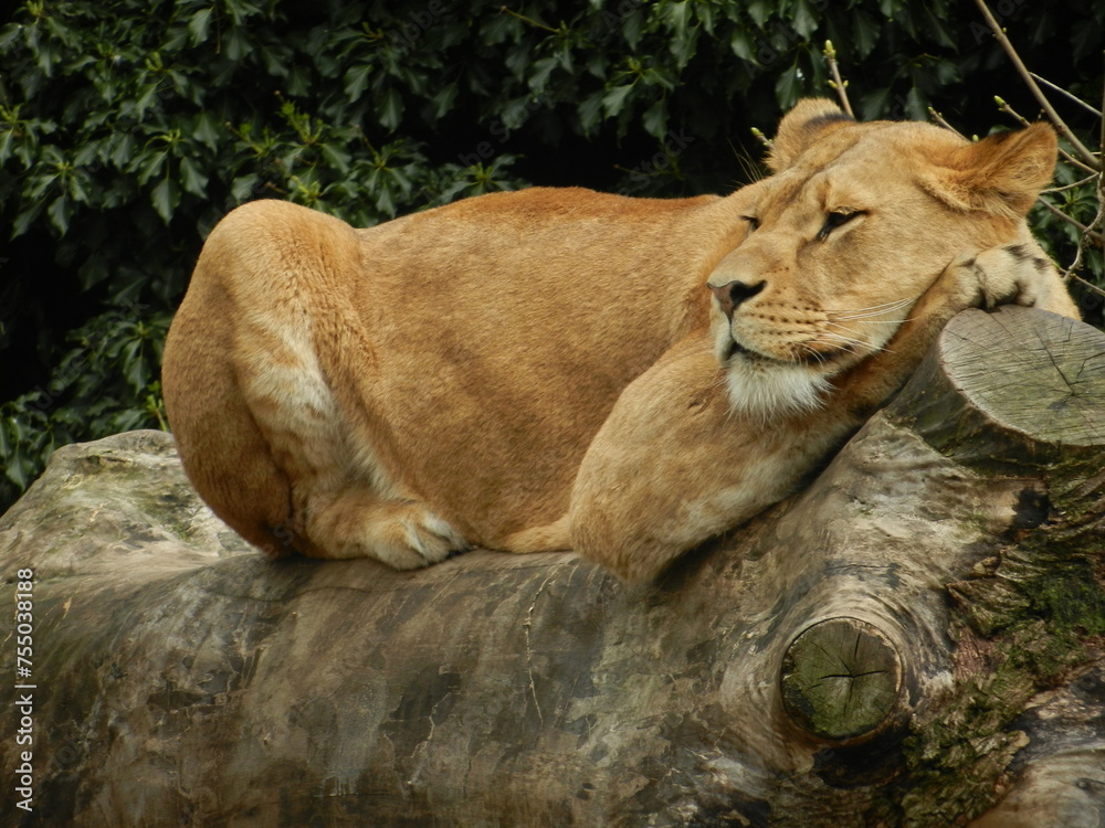 Obraz premium lioness