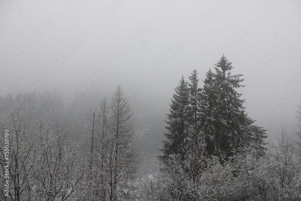 fog and snow in the forest fog and snow in the forest