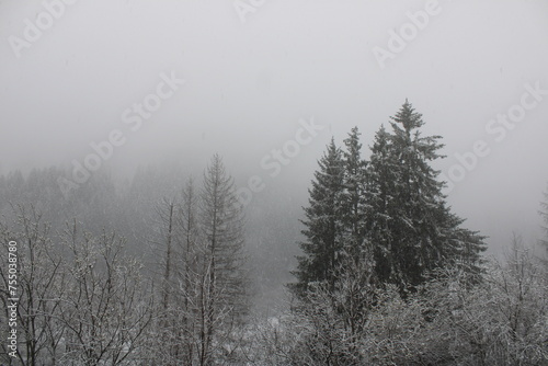 fog and snow in the forest