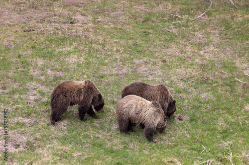 Grizzly Bears in Yellowstone National Park Wyoming in Spring © natureguy