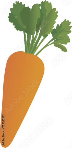 Isolated carrot vector