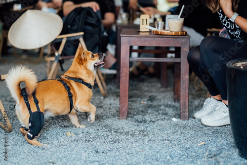 Adorable mixed-breed dog in a supportive walking harness enjoys the atmosphere of a bustling cafe, symbolizing inclusivity and a pet-friendly environment.