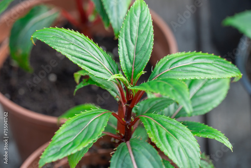 Tableau sur toile Seedling flower impatiens balsamina newguinea cultivation in flowerpots glasshouse