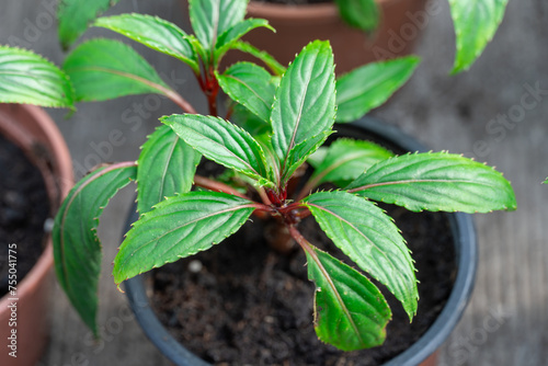 Seedling flower impatiens balsamina newguinea cultivation in flowerpots glasshouse. Cuttings of busy lizzie on green row plants. Grow touch-me-not or spotted snapweed in greenhouse. Garden balsam rose photo