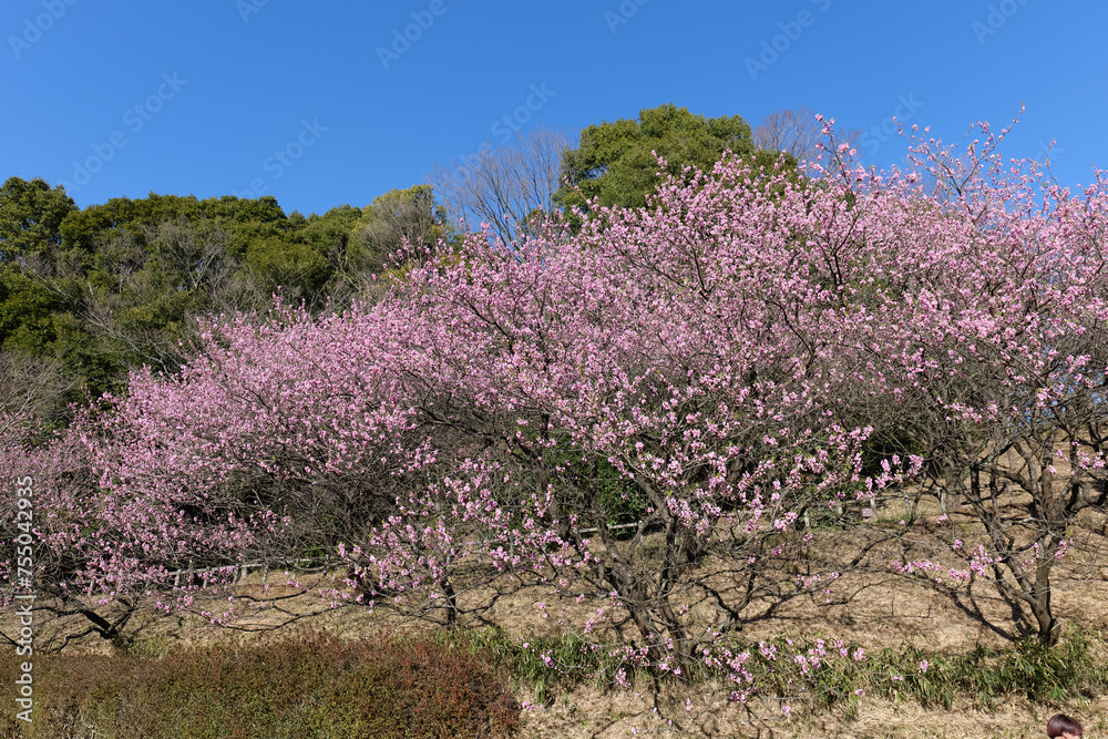 Cherry blossoms at Yokohama's Shikinomori Park at around 50% bloom Cherry blossoms at Yokohama's Shikinomori Park at around 50% bloom