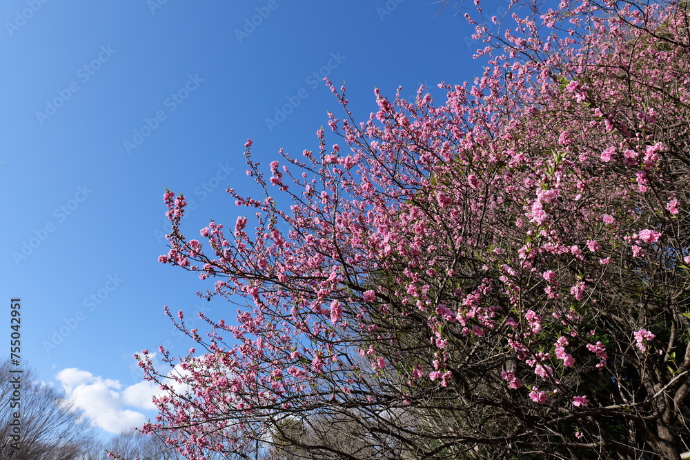 Cherry blossoms at Yokohama's Shikinomori Park at around 50% bloom Cherry blossoms at Yokohama's Shikinomori Park at around 50% bloom