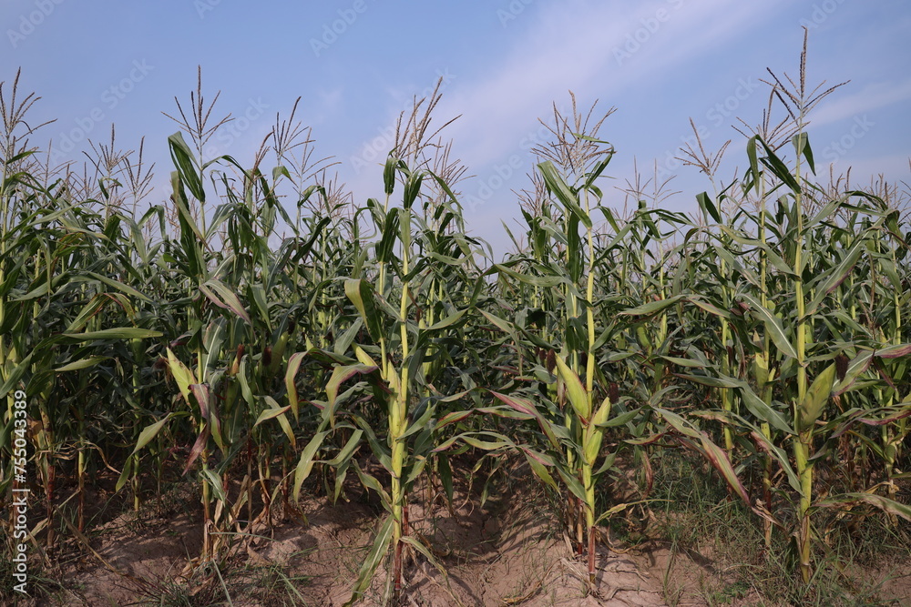 Thriving Green Maize Corn Plantations Thriving Green Maize Corn Plantations