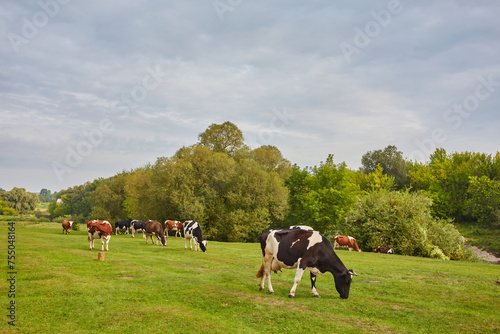 A pastoral scene of spotted cows grazing on a lush green meadow under a clear blue sky. © Ryzhkov Oleksandr