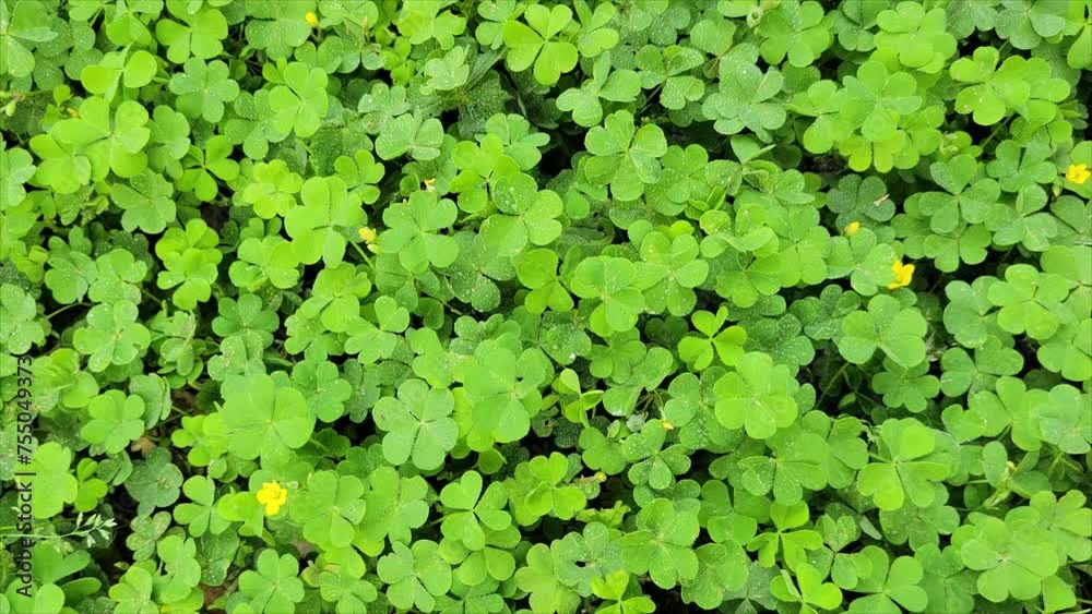 Green ivy leaves. Green clover leaves background. St. Patrick's day background Green ivy leaves. Green clover leaves background. St. Patrick's day background