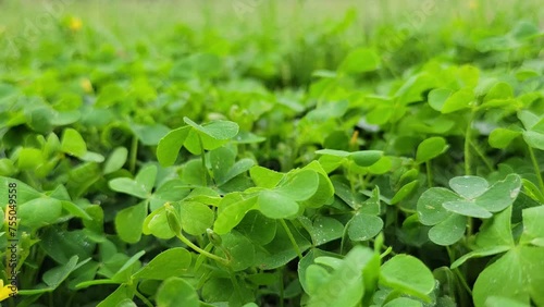 Wallpaper Mural Shamrock waving from air. Green clover leaves. St. Patrick's day background Torontodigital.ca