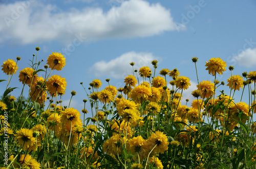 Fototapeta Naklejka Na Ścianę i Meble -  Yellow rudbeckia flowers in a summer meadow