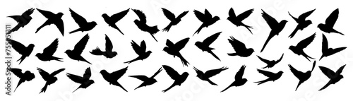 Collection set of silhouettes swallows. vector illustration of swallows bird isolated on white background