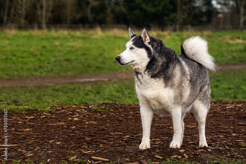 2024-03-04 A LARGE TWO TONED HUSKY STANDING IN AOPEN SPACE WITH BEAUTIFUL EYES AT THE OFF LEASH AREA AT MARYMOOR PARK IN REDMOND WASHINGTON-