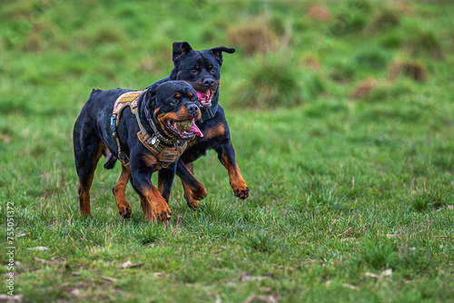 2024-03-09 TWO ROTTWEILERS RUNNING THROUGH A GRASS FIELD PLAYING ONE WITH A BALL IN ITS MOUTH AT THE OFF LEASH AREA AT MARYMOOR PARK IN REDMOND WASHINGTON