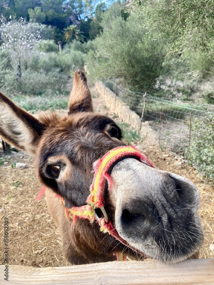 Esel auf der Weide, Mallorca