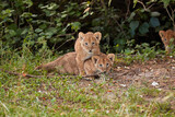 Two young lion cubs playing in the forest of Kenya.