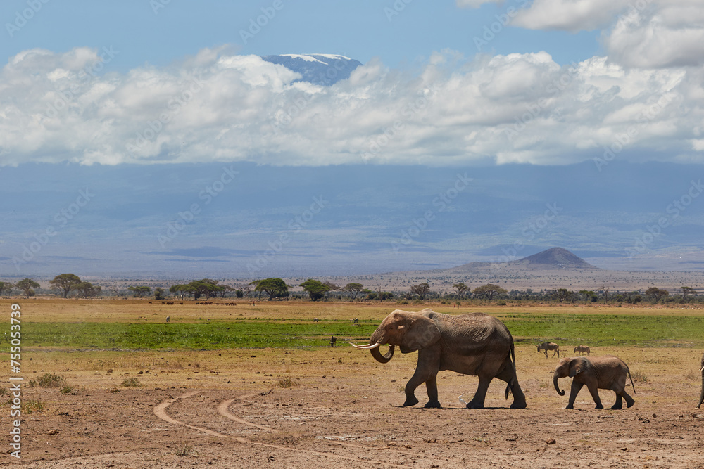 A herd of African elephant with Kilimanjaro in the background.