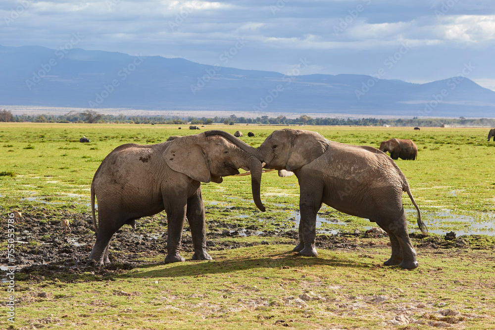 Fototapeta premium Two young African bulls playing with each other in Amboseli, Kenya.