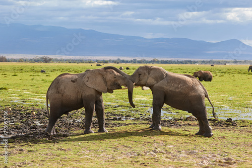 Two young African bulls playing with each other in Amboseli  Kenya.