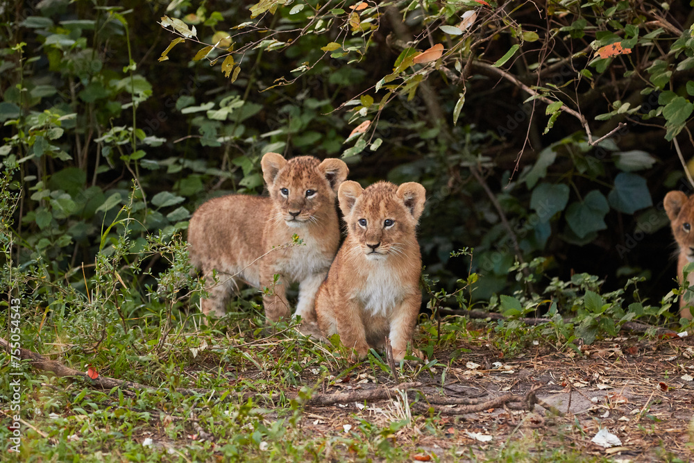 Two lion cubs in the forest of Kenya. Two lion cubs in the forest of Kenya.