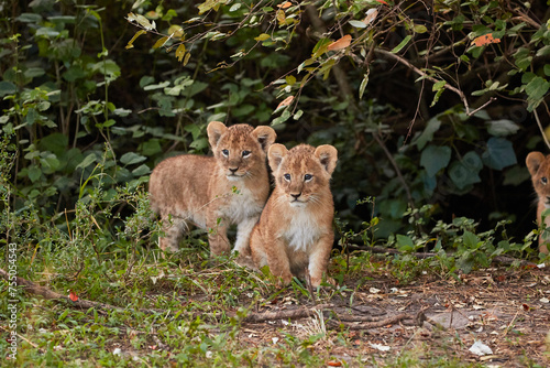 Two lion cubs in the forest of Kenya.