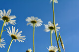 Daisies from below with blue sky