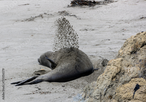 Elephant Seal Sand Bath