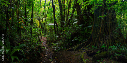 Tropical rain forest with path