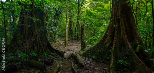 Tropical rain forest with path