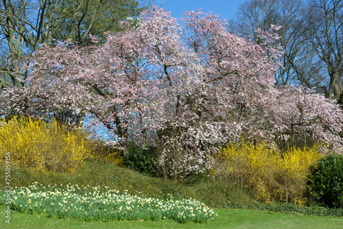 Spring in the park, Westfalenpark in Dortmund, Germany.