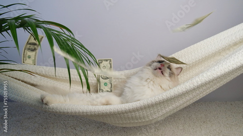 Fototapeta Naklejka Na Ścianę i Meble -  Cat and dollar sign. Rich cat.
